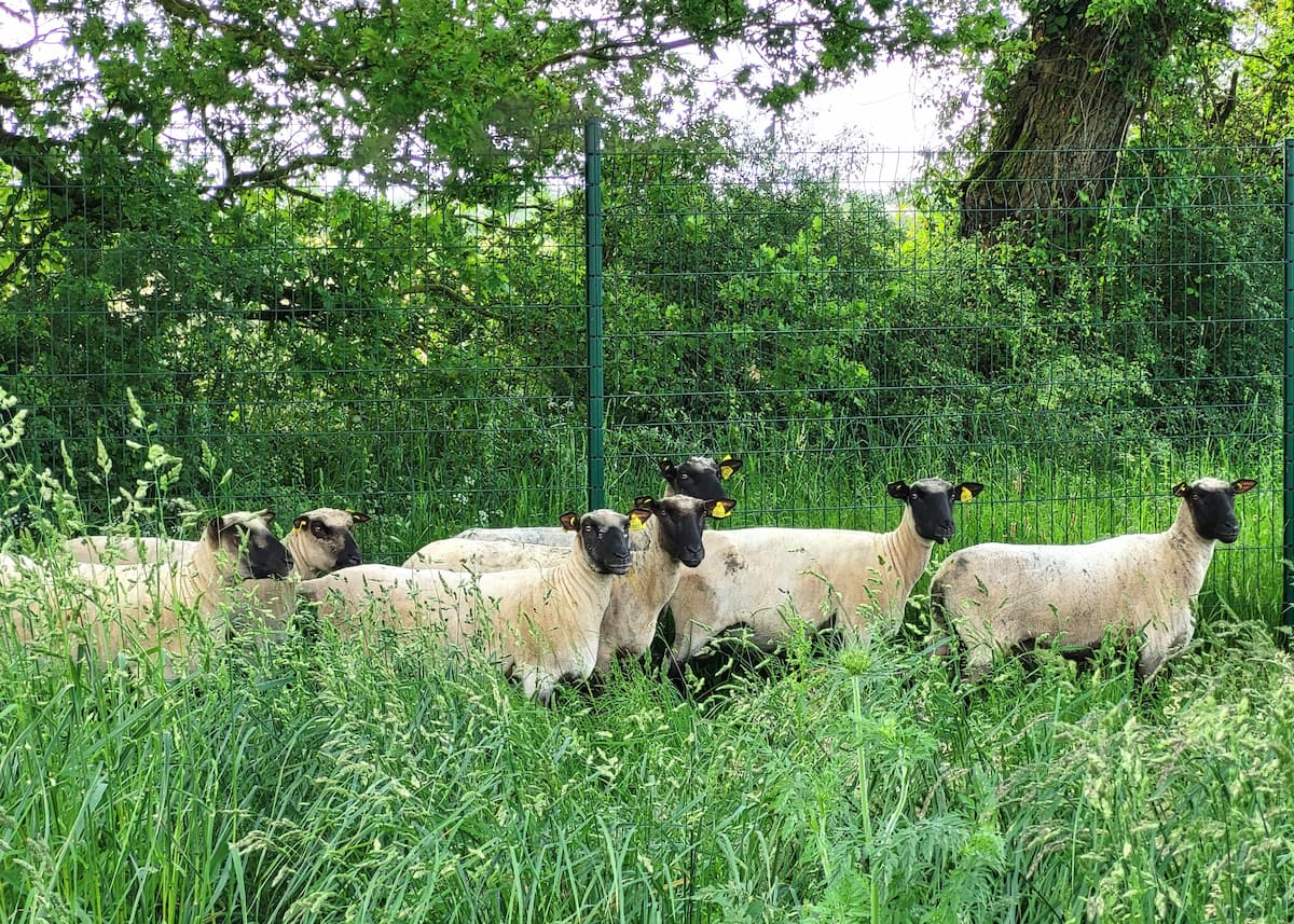 Schafe grasen auf einem Feld